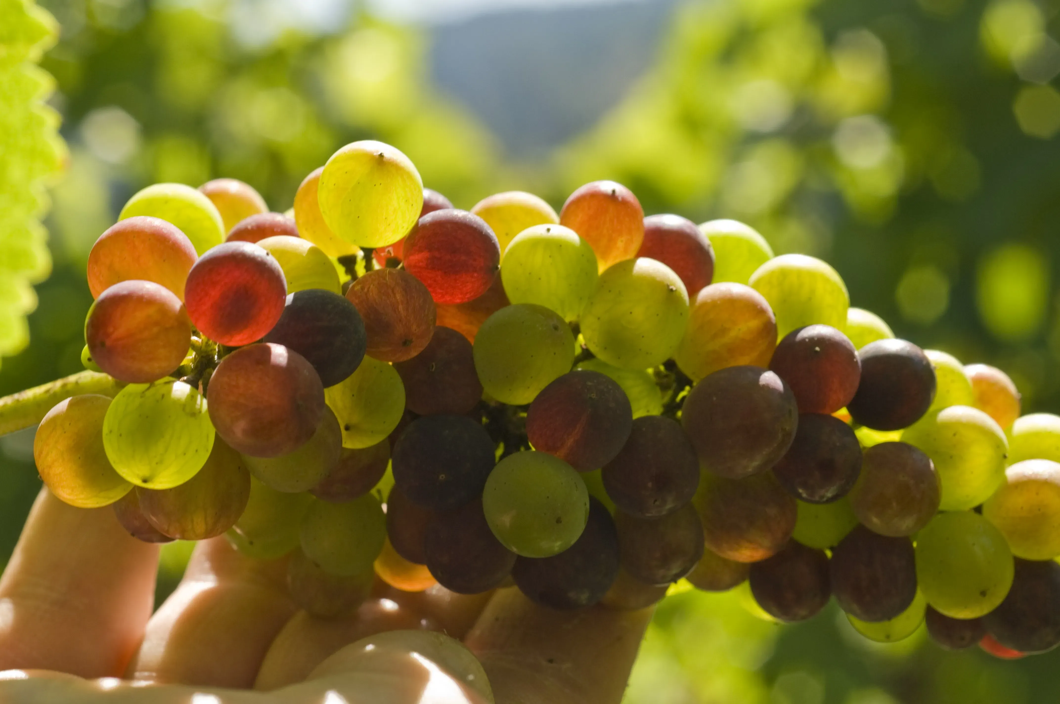 Fresh grapes growing on Salt Spring Island BC
