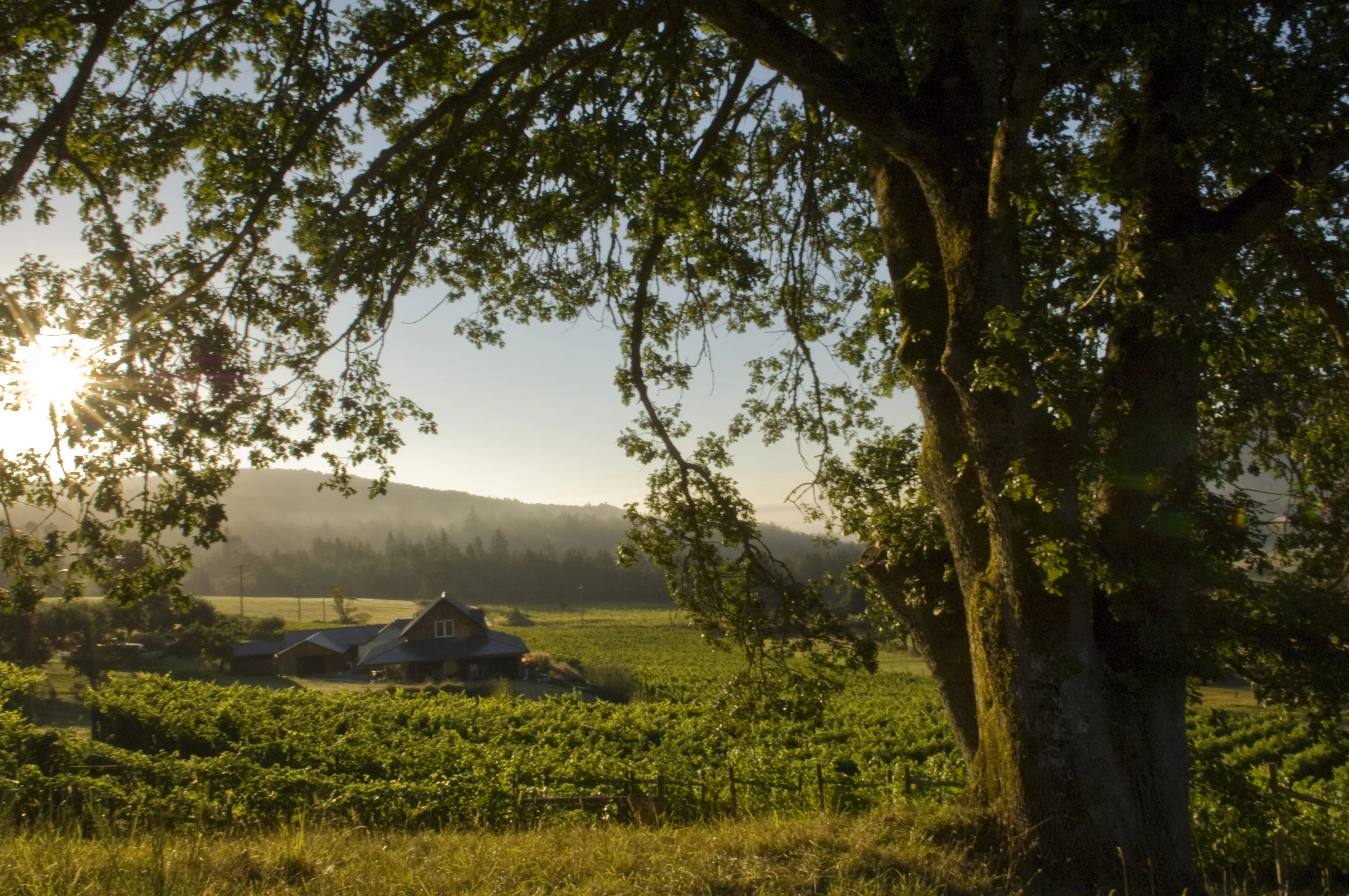 Garry Oaks Estate Winery vineyard on Salt Spring Island