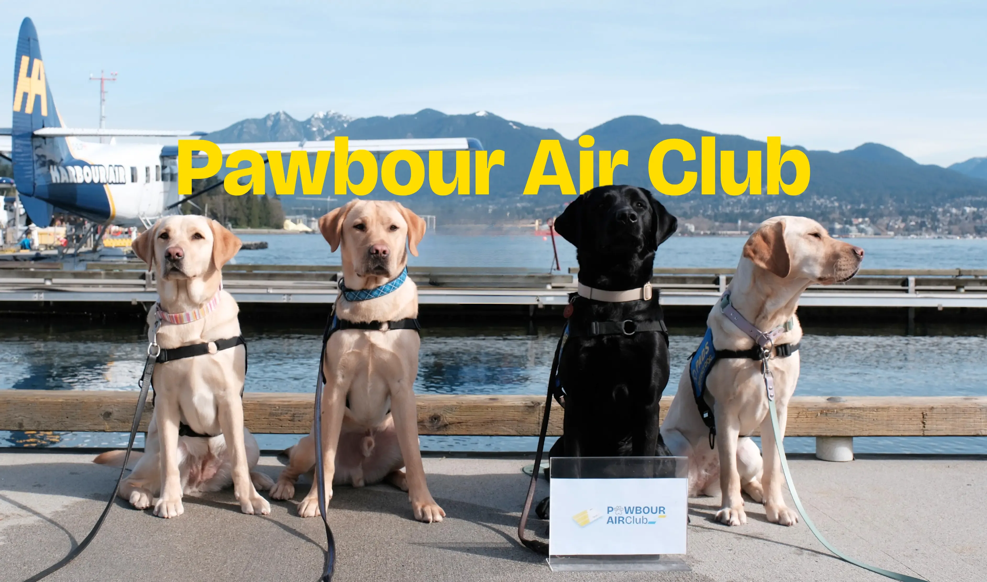 Pawbour Air Club