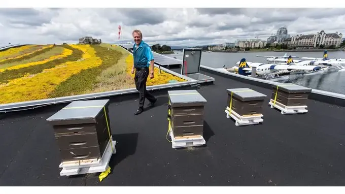 Harbour Air seaplane transporting 10,000 honey bees in secure hives for take‑off, showcasing sustainable pollinator transport