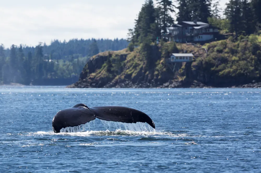 humpback-whale-campbell-river-bc-whale-watching