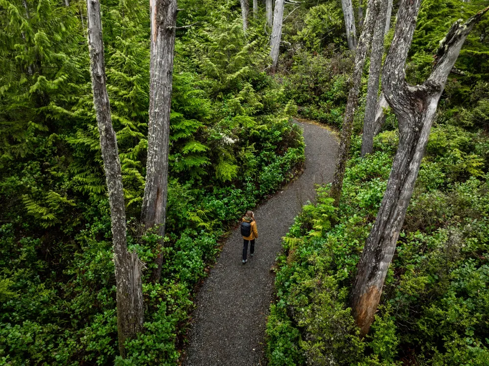 Hiker walking the Wild Pacific Trail boardwalk through old-growth forest in Ucluelet